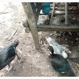 Healthy Ducks Available for Sale in Ketu Ejinrin Epe, Lagos