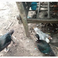 Healthy Ducks Available for Sale in Ketu Ejinrin Epe, Lagos