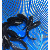 Catfish Juveniles - Quality Fish for Your Farm