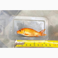 Aquarium Goldfish 2.5-3 Inches