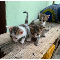 American Shorthair Male Kitten for Sale