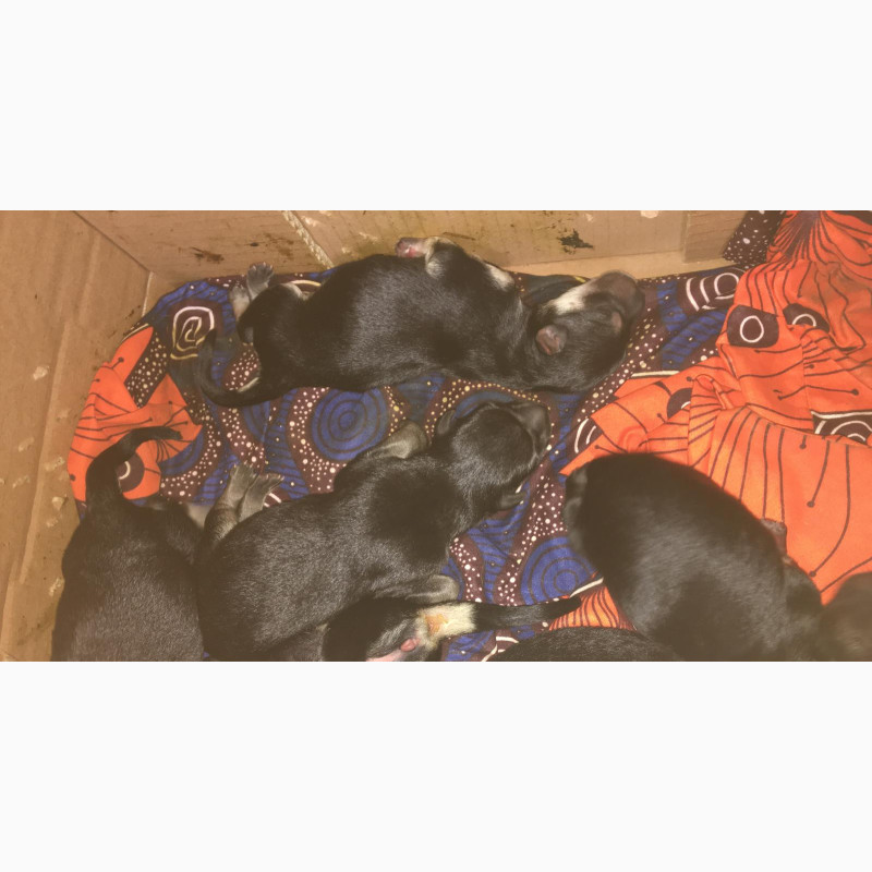 Фото 1/1. German Shepherd Puppy for Sale - Purebred Female