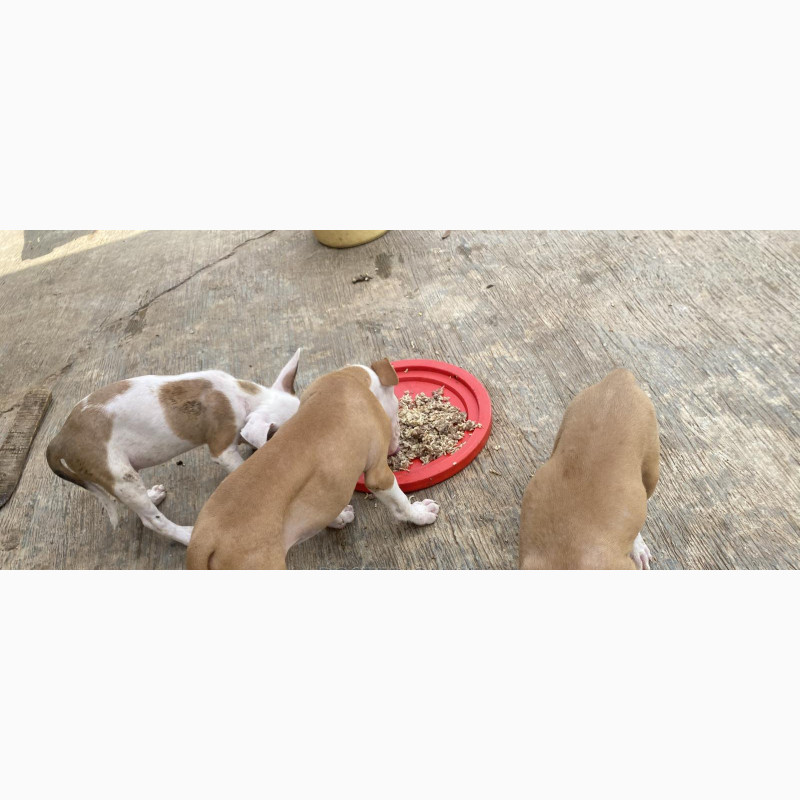 Фото 1/1. Male American Pit Bull Terrier Puppy Available