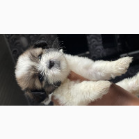 Affordable Female Lhasa Apso Puppy for Sale