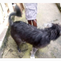 3-6 months Male Mixed Breed American Eskimo