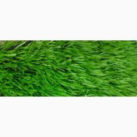 Green Carpet Grass, Available Now For Rent