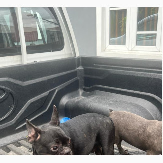 3-6 months Female Purebred French Bulldog