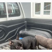 3-6 months Female Purebred French Bulldog
