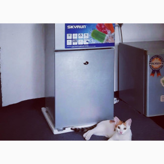 1+ year Female Purebred Calico shorthair