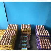 Fresh and Big Chicken Eggs for Sale