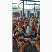 Healthy Point of Lay Chickens for Sale