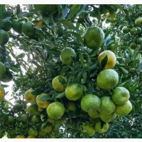 Sweet Orange and Tangerine Seedlings for Sale