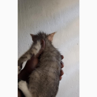 1-3 months Male Mixed Breed Tabby