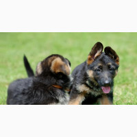 German Shepherd Puppies Available - 0-1 Month Old Female