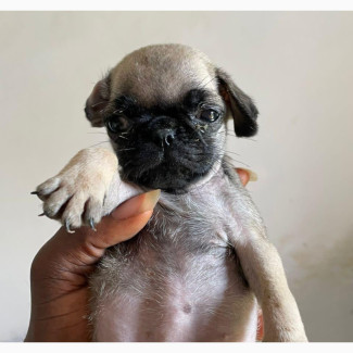 0-1 month Male Purebred Pug