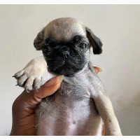 0-1 month Male Purebred Pug