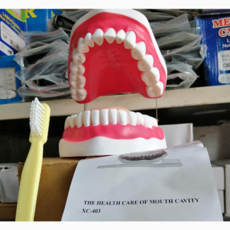 Teeth Model