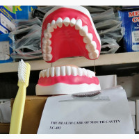 Teeth Model