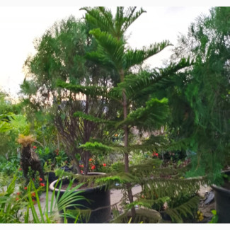 Araucaria for Sale