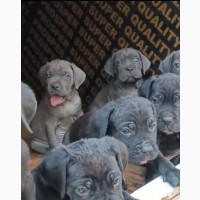 0-1 month Male Purebred Cane Corso