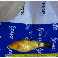 Orange and Black Mix Koi Fish for Aqariums