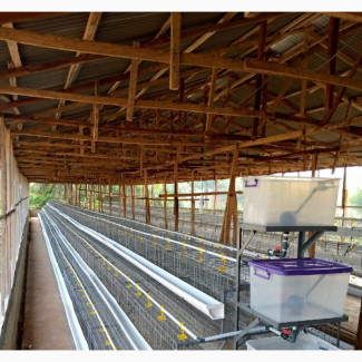 Commercial Standard Battery Cage