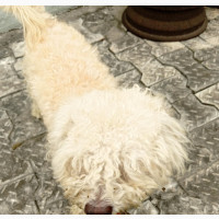 1+ year Male Purebred American Eskimo