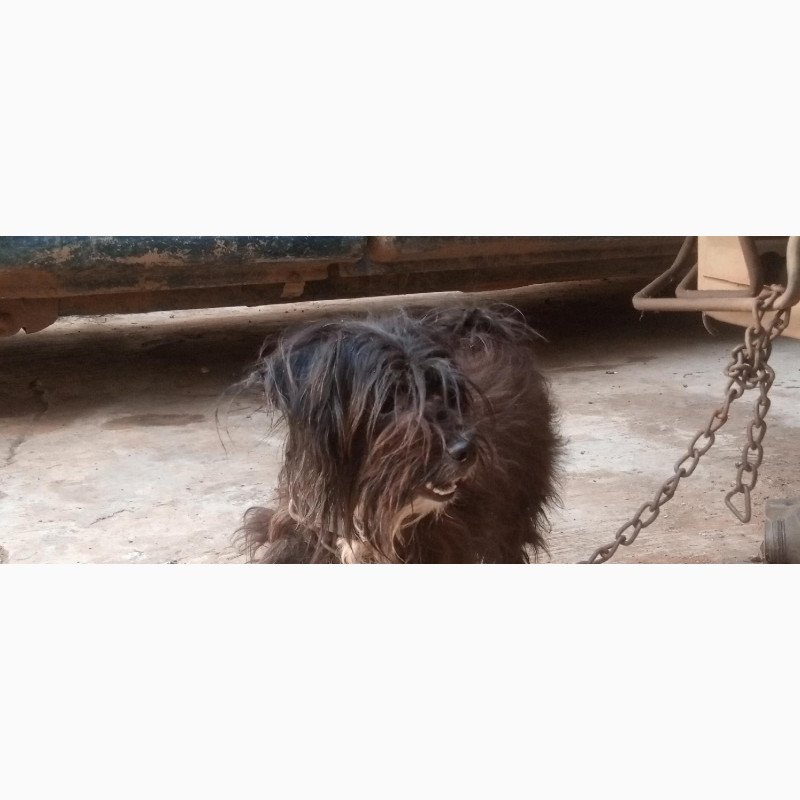 Фото 1/1. 1+ year Male Purebred Lhasa Apso