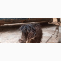 1+ year Male Purebred Lhasa Apso
