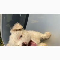Purebred Lhasa Apso Puppy for Sale