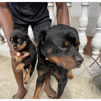 Rottweiler Puppy Available for Adoption