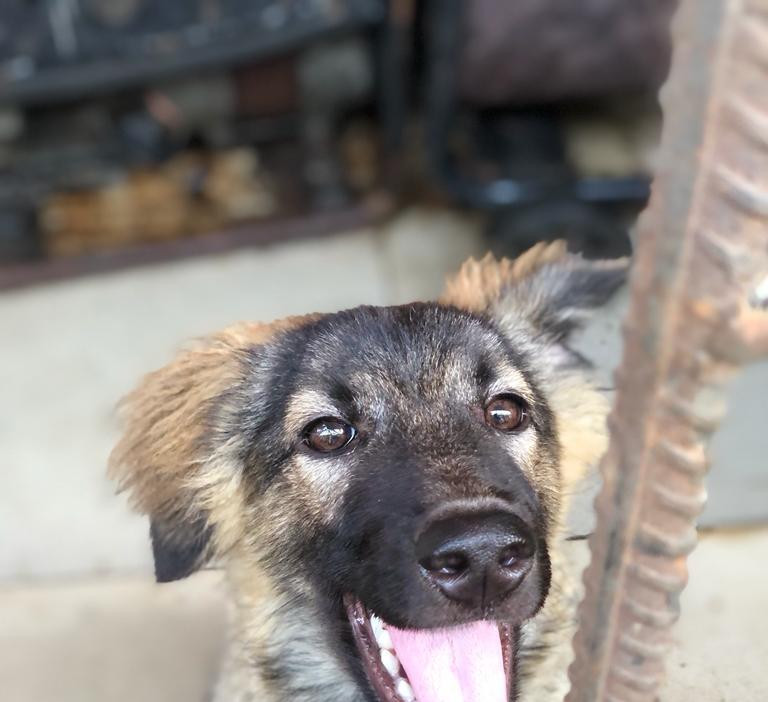 Фото 1/1. 3-6 months Female Mixed Breed Caucasian Shepherd