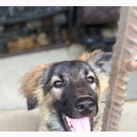 3-6 months Female Mixed Breed Caucasian Shepherd