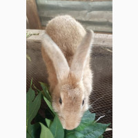 Male Rabbit Is for Sale Ogun State Owode Idi Ayin Imeko Afon