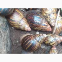 Fresh Snails Available, Boost Your Blood with Snail. Order Now