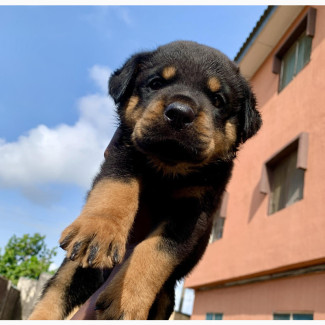 Male Purebred Rottweiler Puppy - 1-3 Months Old