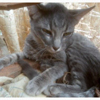 1-3 months Male Purebred American Bobtail