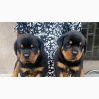 Female Purebred Rottweiler Puppy Available Now