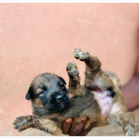 German Shepherd - Purebred Male Puppy for Sale