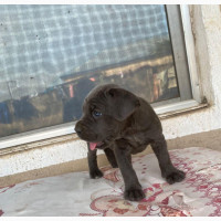 Female Purebred Cane Corso - Abuja
