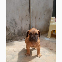 1-3 Month Female Purebred Bullmastiff