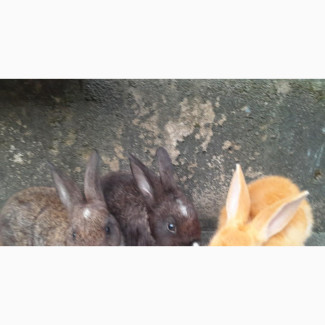 Rabbits for Sale