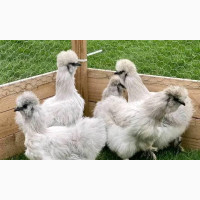 Exotic Chinese (Silky) Chicken