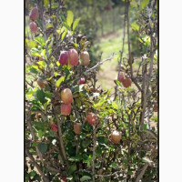 Grafted Apple Tree - High-Yield Fruit Seeds