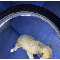Chinook Mix Female Puppy - 0-1 Month Old