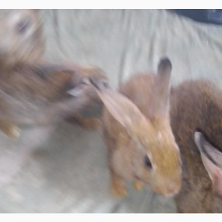 Standard Chinchilla Growers