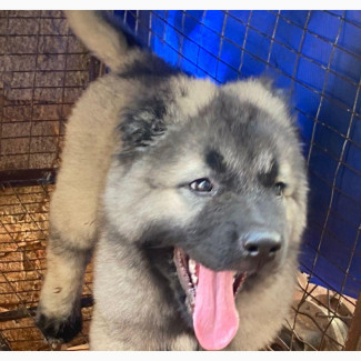 Caucasian Shepherd - Male Puppy Available