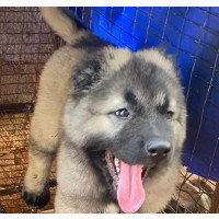 Caucasian Shepherd - Male Puppy Available