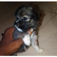 Purebred Lhasa Apso Puppy - 1-3 months old