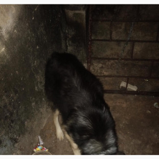 German Shepherd - 6-12 months Male Purebred